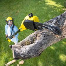 Why Choose Our Tree Removal Services in Irvine, CA?