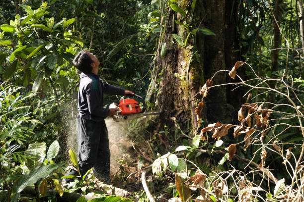 Best Fruit Tree Pruning  in Irvine, CA