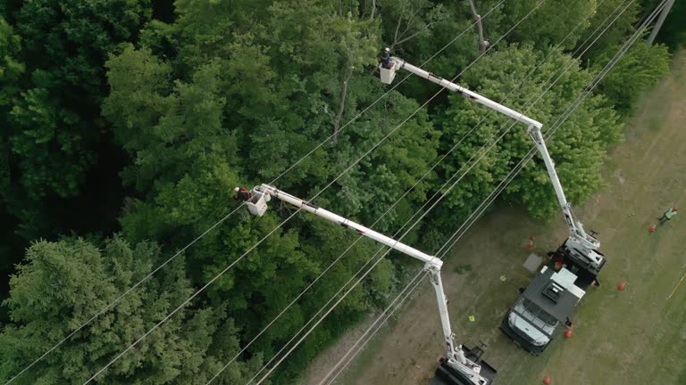 Irvine, CA  Tree Services Company